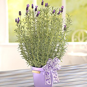 Fragrance Plant