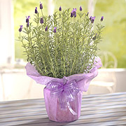 Sweet Lavender