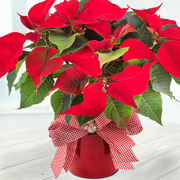 Poinsettia