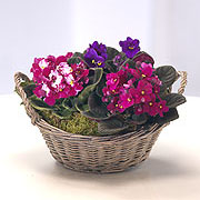 African Violet Basket Arrangement 